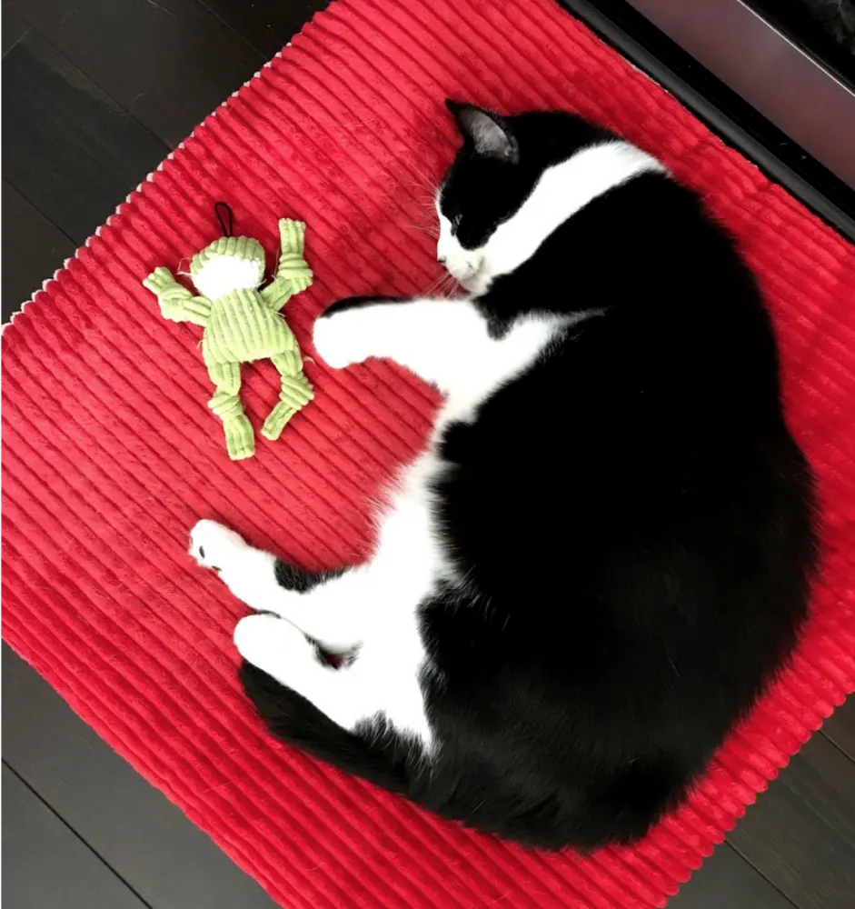 The Cat That Renamed the Group